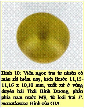 Text Box: Hình 10: Viên ngọc trai tự nhiên có màu rất hiếm này, kích thước 11,15-11,16 x 10,10 mm, xuất xứ ở vùng duyên hải Thái Bình Dương, phần phía nam nước Mỹ, từ loài trai P. mazatlanica. Hình của GIA 